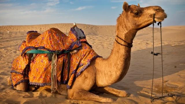 Camels: An authentic symbol for the residents of the Arabian Peninsula – Camels are a parallel life through the ages to the life of the Arab human