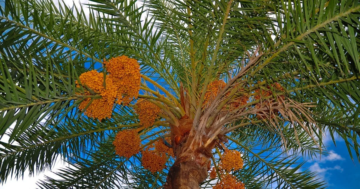 Date Palms.. From Protection Against Hunger and Travel Provisions to Competitive Acquisition