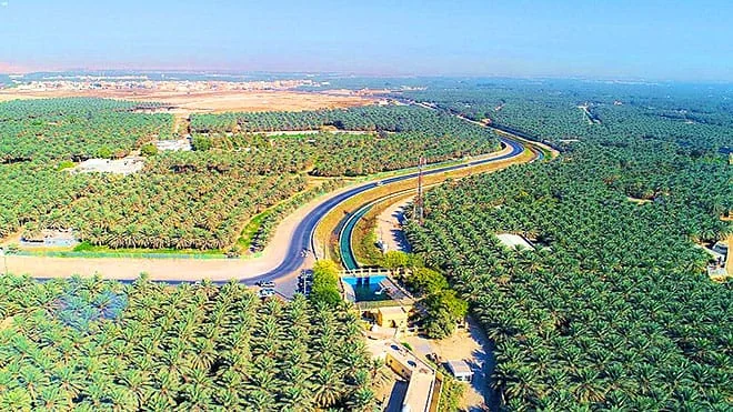 أدرجت ضمن التراث العالمي اللامادي في اليونسكو .. نخيل التمر واحات متعددة بالمملكة أكبرها واحة الأحساء المسجلة دوليا