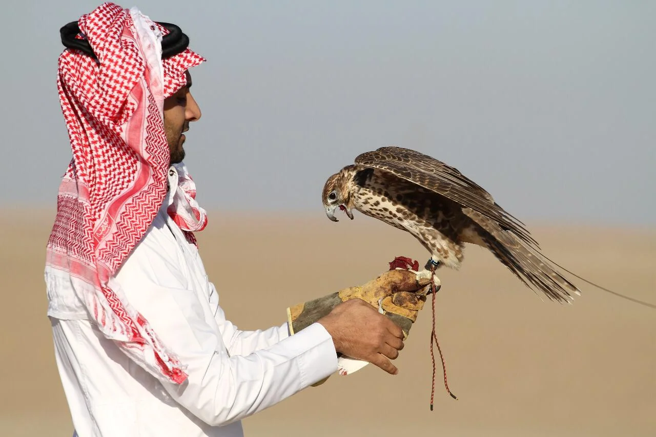 Included in the Intangible World Heritage in the Kingdom at UNESCO .. (Falconry) worlds of masterful hunting via falcons and a living human heritage